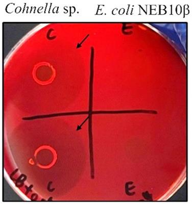 Identification of a novel xanthan-binding module of a multi-modular Cohnella sp. xanthanase